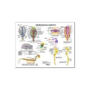  Equine Neurological System Anatomy Chart: Industrial 