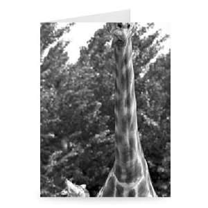  Mother and baby giraffe   Greeting Card (Pack of 2)   7x5 