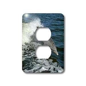 Taiche   Photography   Dolphins   Dolphin   animal, blue 