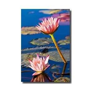  Lotus Flowers Yucatan Peninsula Mexico Giclee Print: Home 