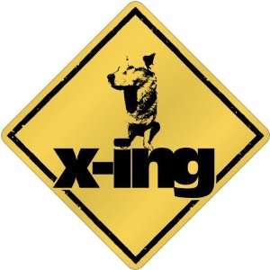  New  Akita X Ing / Xing  Crossing Dog