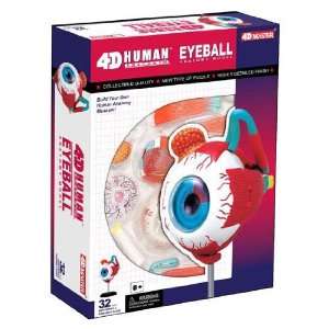  4D Master? Human Anatomy Visible Eyeball Model 3D CutAway 