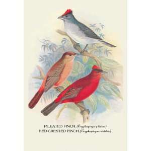 Pileated Finch; Red Crested Finch 12x18 Giclee on canvas 