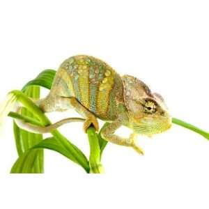  Chameleon on Flower.   Peel and Stick Wall Decal by 