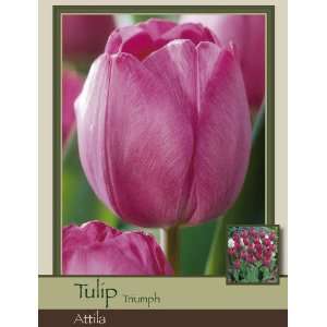   Farms Tulip Triumph Attila Pack of 100 Bulbs Patio, Lawn & Garden