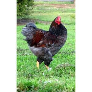 12 Blue Laced Red Wyandotte Fertile Hatching Eggs:  Grocery 