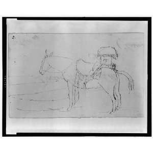    Mule loaded with large pack,William Berryman,Artist