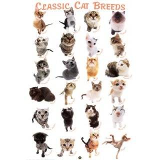  Favorite Cat Breeds Poster (Posters) Explore similar 