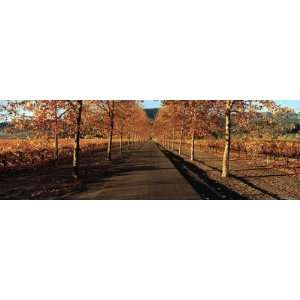  Along a Road, Beaulieu Vineyard, Napa Valley, California, USA 