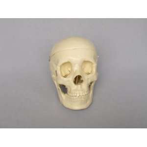 Life Size Plastic Human Skull Model  Industrial 