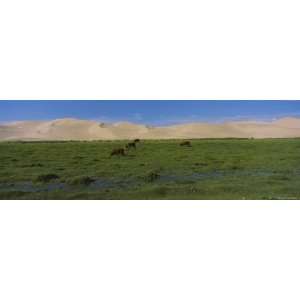 Four Cows Grazing in a Grass Field, Gobi Desert, Independent Mongolia 