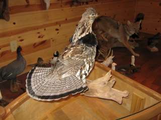   Standing Ruffed Grouse Taxidermy Mount Art Wildlife  No Reserve