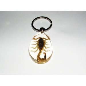  Clear Real Insect Keychain   Golden Scorpion (SK0901 
