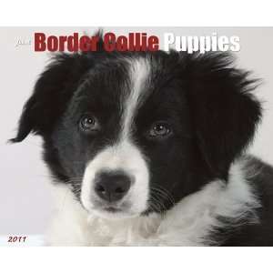  Border Collie Puppies 2011 Wall Calendar: Office Products