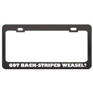 Got Back Striped Weasel? Animals Pets Black Metal License Plate Frame 