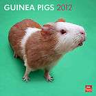guinea pigs 2012 wall calendar $ 3 49   see 