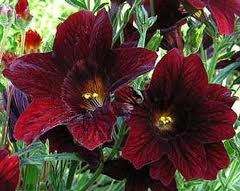 NEW! 20+ CHOCOLATE STAINED GLASS FLOWER SEEDS / ANNUAL  