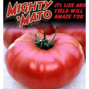  Mighty Mato Grafted Brandywine Tomato Plant   Easy to 