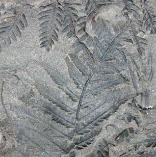 Pecopteris plumosa  Fossil Plant .Superb  