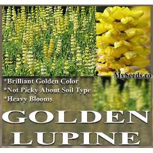   LUPINE ~ HEAVY GOLDEN BLOOMS Lupinus densiflorus Flower Seeds Patio