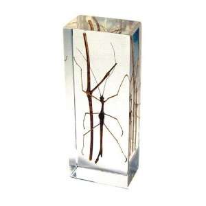   Real Bug Paperweight Regular Large Walking Stick: Office Products