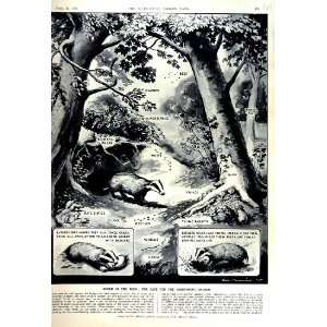  1951 OMNIVOROUS BADGER ANIMAL NATURE TREES RATS MICE