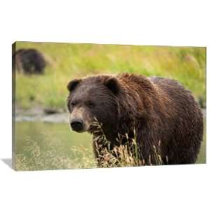 Brown Bear Hunting   Gallery Wrapped Canvas   Museum Quality  Size: 48 
