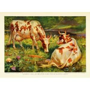  Ayrshire Cow Cattle Dairy Cattle Scottish Wild   Original Color Print