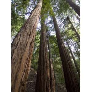 Redwood Forest, Ventana, Big Sur, California, United States of America 