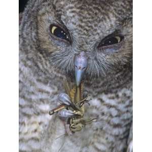  An Eastern Screech Owl, Otus Asio, Fledgling Feeding on 