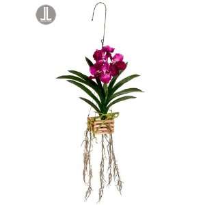  40 Hanging Vanda Orchid Plant w/Roots in Wood Crate w/Hanger Orchid 