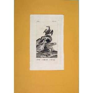  Grebe Culterneb Pelican Antique Print Fine Art Birds: Home 