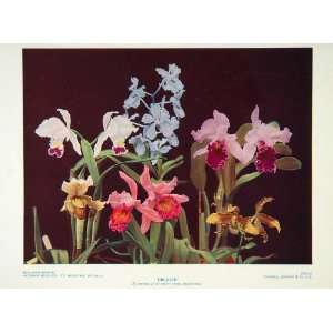  1935 Orchids Pink Purple Flowers Original Color Print 