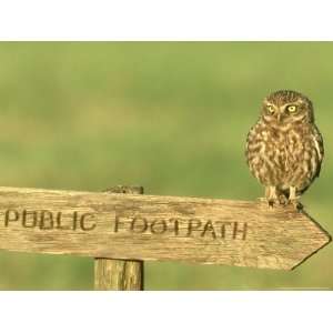  Little Owl, Athene Noctua Perched on Public Footpath Sign 
