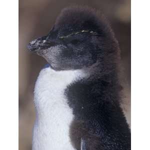 Rockhopper Penguin Chick Head, Eudyptes Chrysocome, Falkland Islands 
