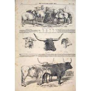  German Sheep Bull Cattle Spanish Foreign Animals 1847 