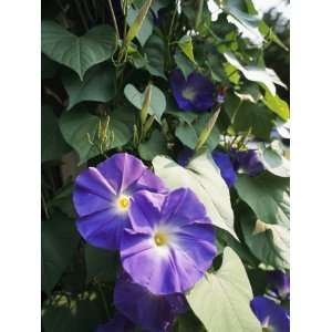 Close View of a Heavenly Blue Morning Glory Flower and Vine 