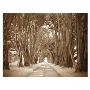  Cypresses by Alan Klug 26x20