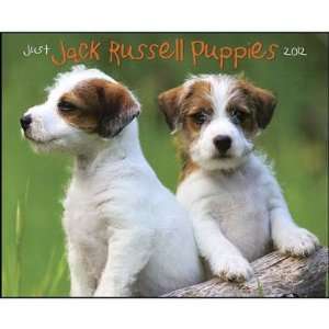 Jack Russell Puppies 2012 Wall Calendar: Office Products