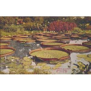  Reprint Lily Pond in Tower Grove Park, St. Louis, Mo 