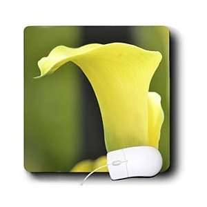  Patricia Sanders Flowers   Beautiful Yellow Calla Lily Flower 
