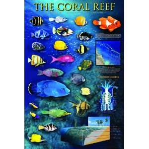  Safari LTD Coral Reef Laminated Poster: Toys & Games