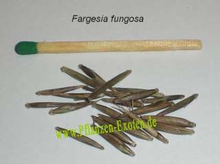 20 Fargesia fungosa bamboo seeds   hardy clumping type  
