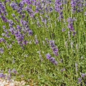  Lavender Sage Type soap fragrance oil pure uncut: Beauty