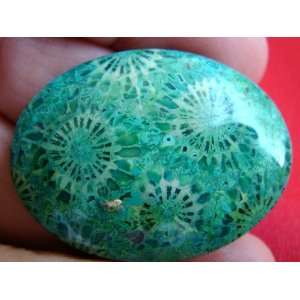  S5904 Green Agate Coral Fossil Flower Oval Cabochon Nice 