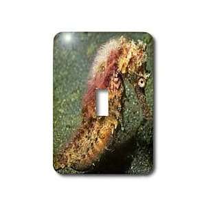 VWPics Underwater   Thorny Seahorse with algae on its back 