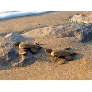  Biodegradable Urns Paper Turtle  Natural