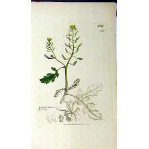   1807 Sowerby Botanical Print Nasturtium Terrestre: Home & Kitchen