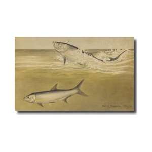  Pair Of Tarpon Fish Giclee Print