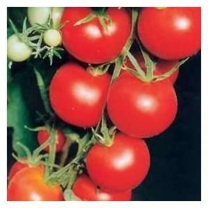  Thompson & Morgan Tomato Tamina Vegetable Seeds Patio 